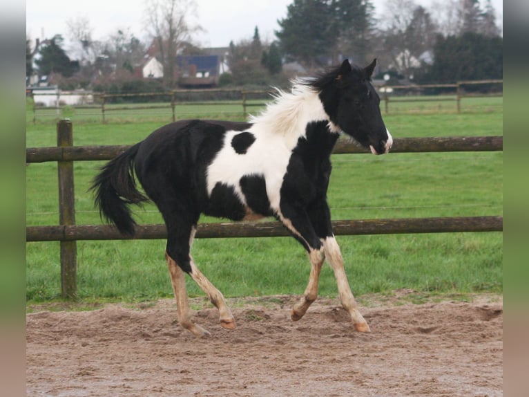 Paint Horse Étalon 1 Année 152 cm Noir in Düsseldorf