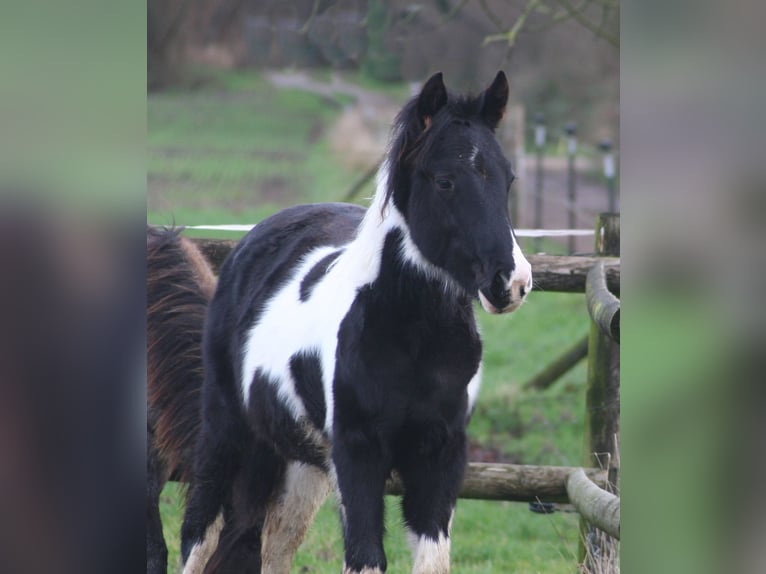 Paint Horse Étalon 1 Année 152 cm Noir in Düsseldorf