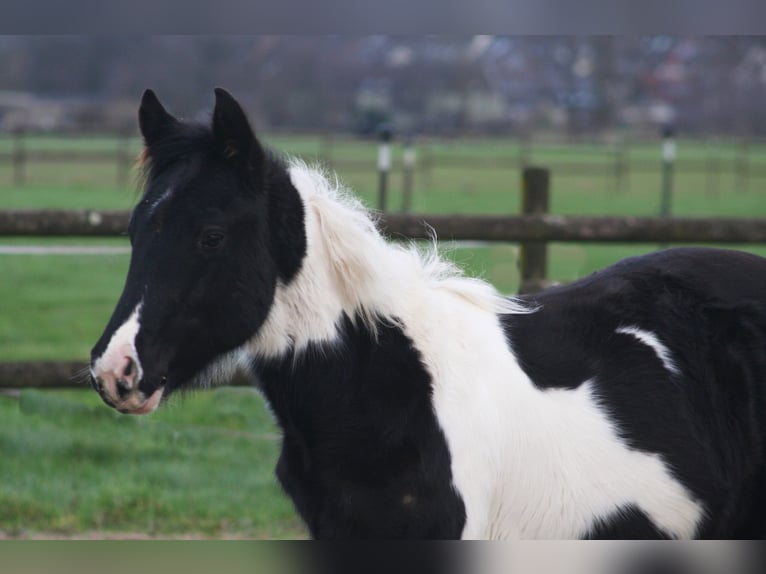 Paint Horse Étalon 1 Année 152 cm Noir in Düsseldorf