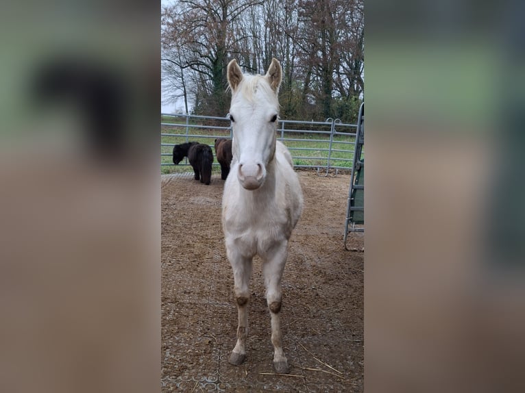 Paint Horse Étalon 1 Année 152 cm Palomino in Eimsheim