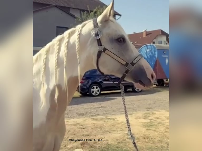 Paint Horse Étalon 1 Année 152 cm Palomino in Eimsheim