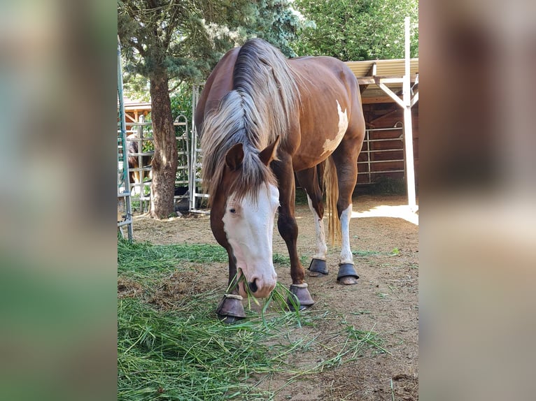 Paint Horse Étalon 1 Année 152 cm Pinto in Kraichtal