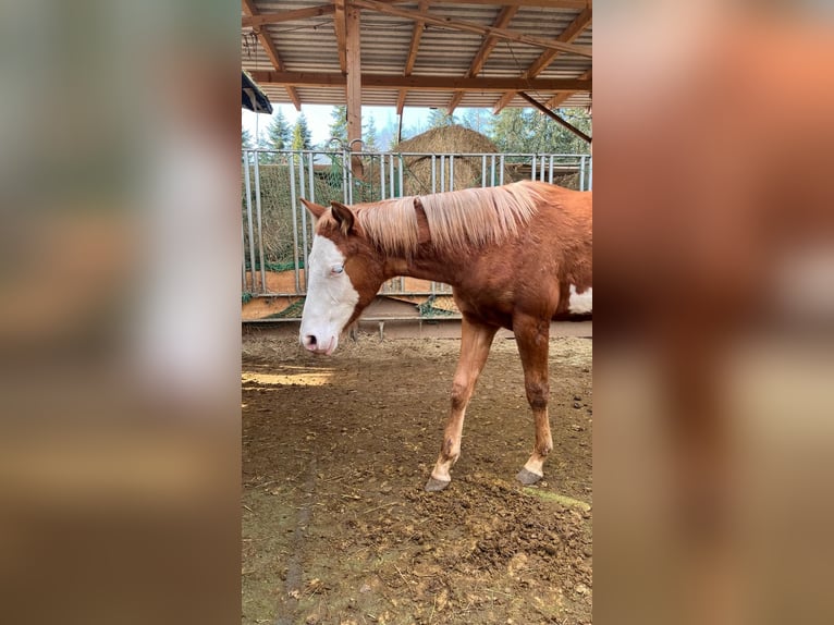Paint Horse Étalon 1 Année 152 cm Pinto in Kraichtal