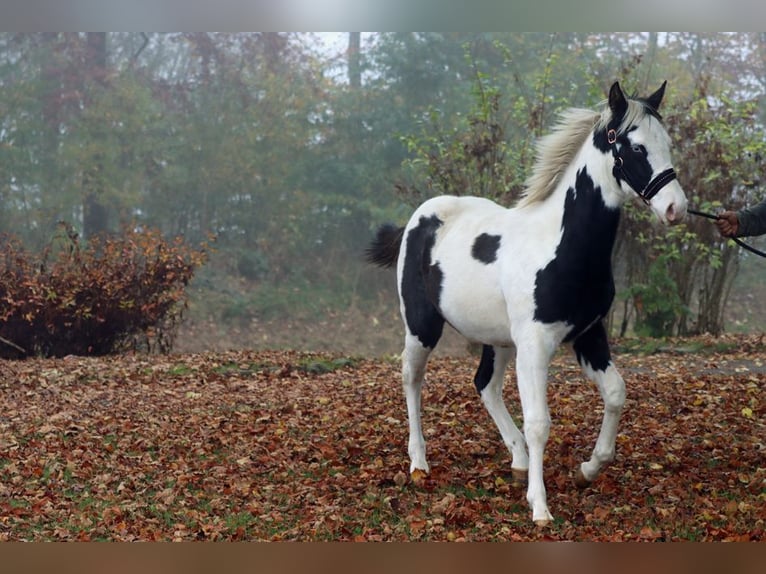 Paint Horse Étalon 1 Année 152 cm Tovero-toutes couleurs in Hellenthal