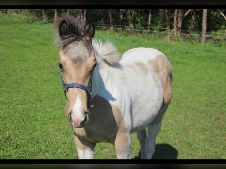 Paint Horse Étalon 1 Année 153 cm Buckskin in Uelsen
