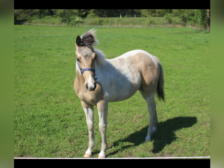 Paint Horse Étalon 1 Année 153 cm Buckskin in Uelsen