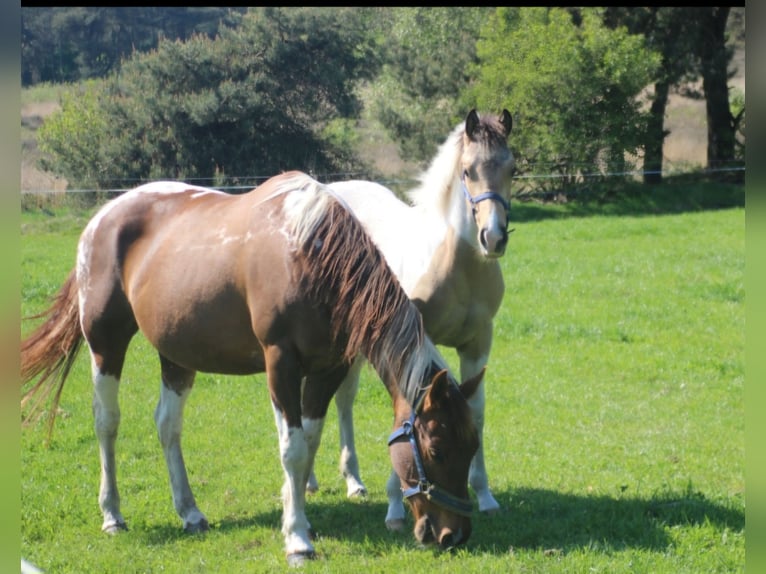 Paint Horse Étalon 1 Année 153 cm Buckskin in Uelsen