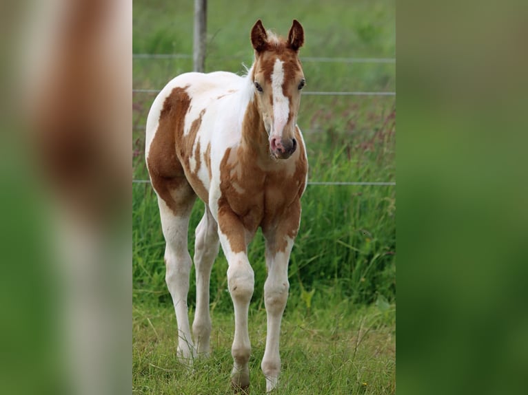 Paint Horse Étalon 1 Année 153 cm Champagne in Hellenthal