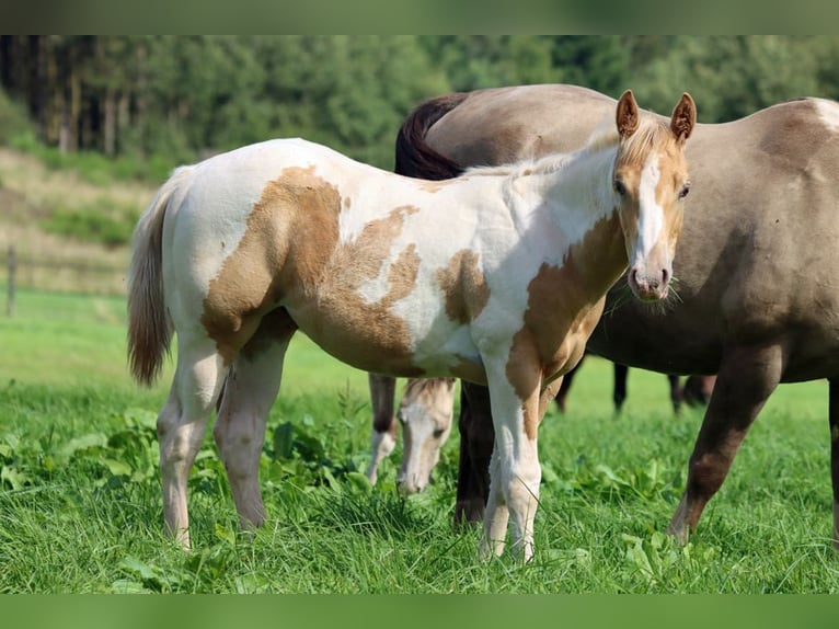 Paint Horse Étalon 1 Année 153 cm Champagne in Hellenthal