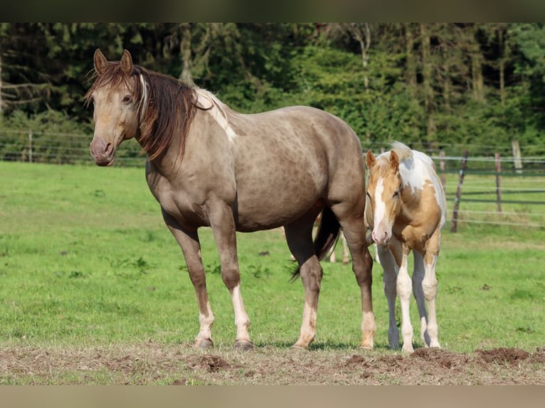 Paint Horse Étalon 1 Année 153 cm Champagne in Hellenthal