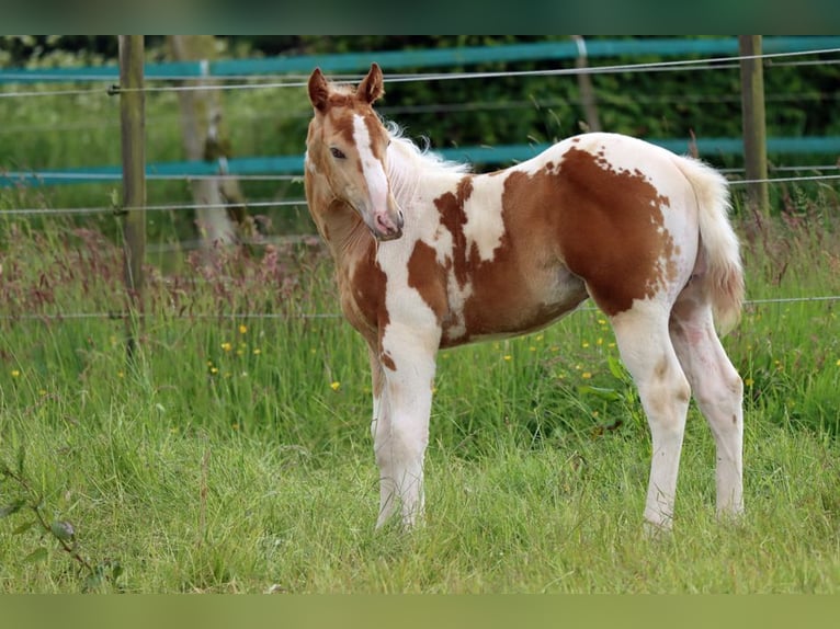 Paint Horse Étalon 1 Année 153 cm Champagne in Hellenthal