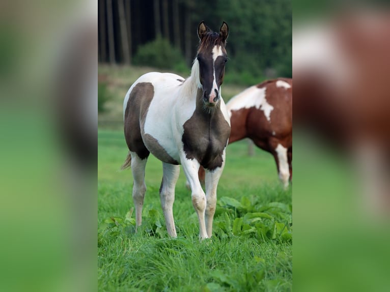 Paint Horse Étalon 1 Année 153 cm Grullo in Hellenthal