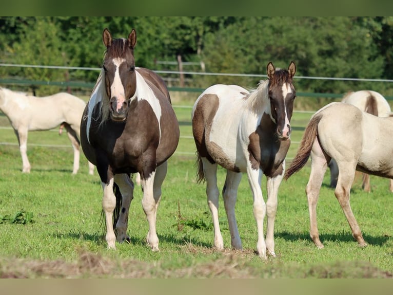 Paint Horse Étalon 1 Année 153 cm Grullo in Hellenthal