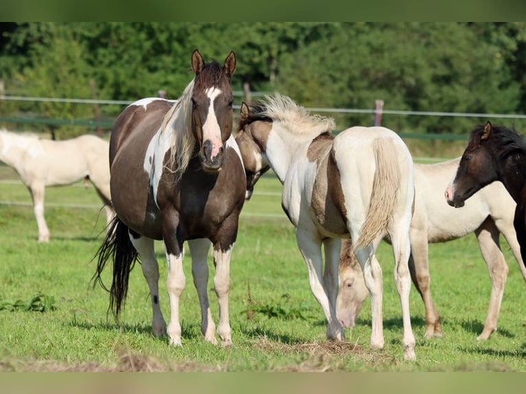 Paint Horse Étalon 1 Année 153 cm Grullo in Hellenthal