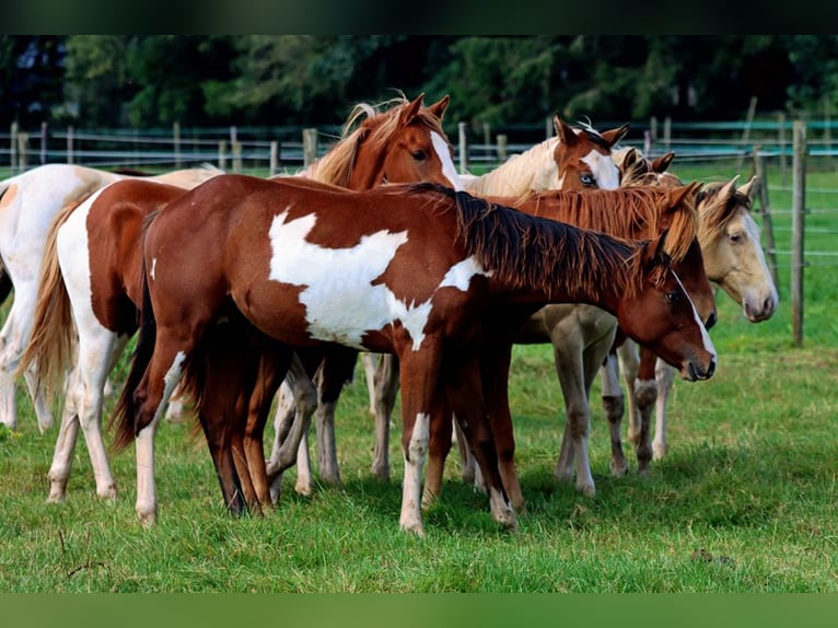 Paint Horse Étalon 1 Année 153 cm Overo-toutes couleurs in Hellenthal