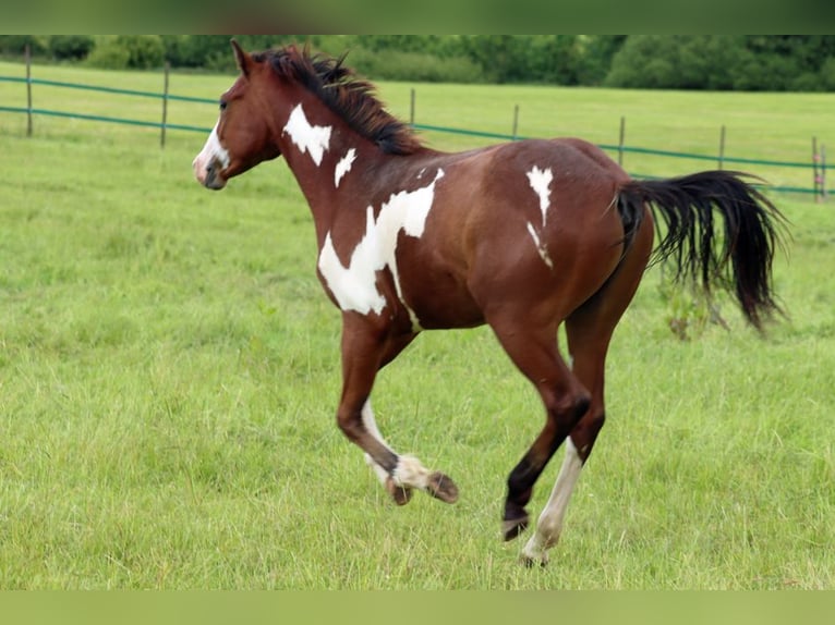 Paint Horse Étalon 1 Année 153 cm Overo-toutes couleurs in Hellenthal