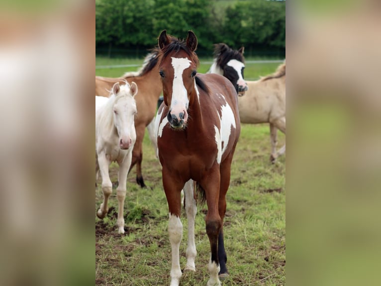 Paint Horse Étalon 1 Année 153 cm Overo-toutes couleurs in Hellenthal