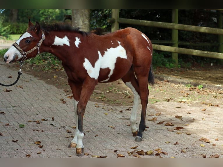 Paint Horse Étalon 1 Année 153 cm Overo-toutes couleurs in Hellenthal