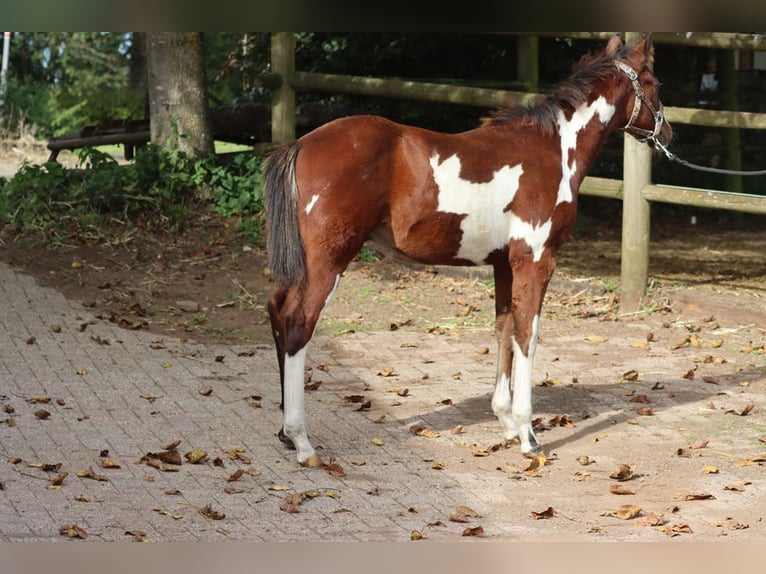 Paint Horse Étalon 1 Année 153 cm Overo-toutes couleurs in Hellenthal