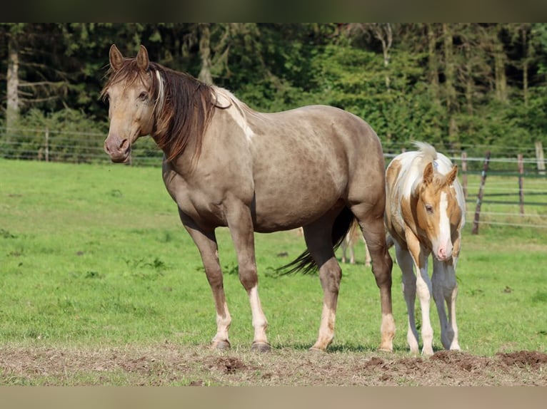 Paint Horse Étalon 1 Année 153 cm in Hellenthal