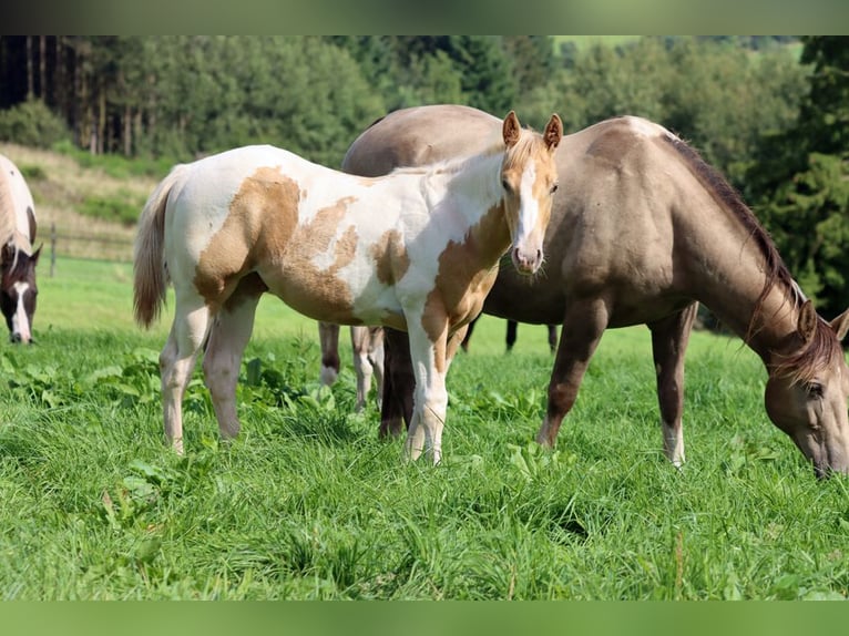 Paint Horse Étalon 1 Année 153 cm in Hellenthal