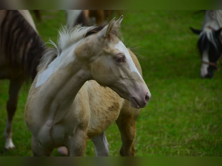 Paint Horse Étalon 1 Année 154 cm Champagne in Buchbach