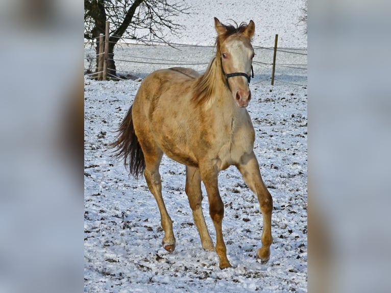 Paint Horse Étalon 1 Année 154 cm Champagne in Buchbach