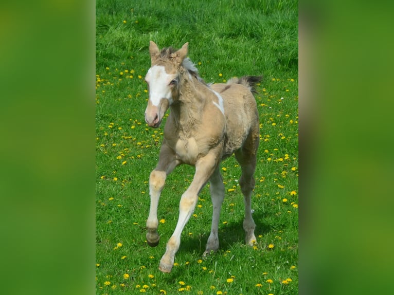 Paint Horse Étalon 1 Année 154 cm Champagne in Buchbach