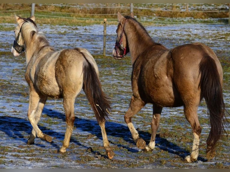 Paint Horse Étalon 1 Année 154 cm Champagne in Buchbach