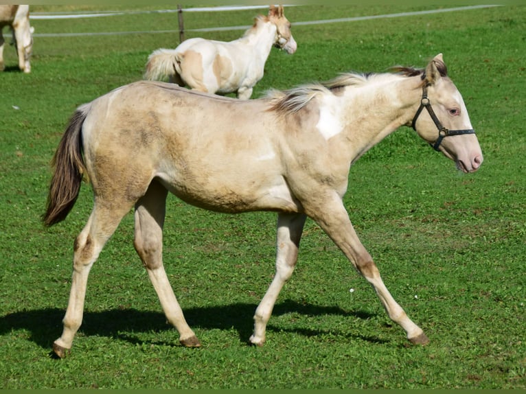 Paint Horse Étalon 1 Année 154 cm Champagne in Buchbach