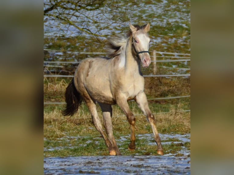 Paint Horse Étalon 1 Année 154 cm Champagne in Buchbach