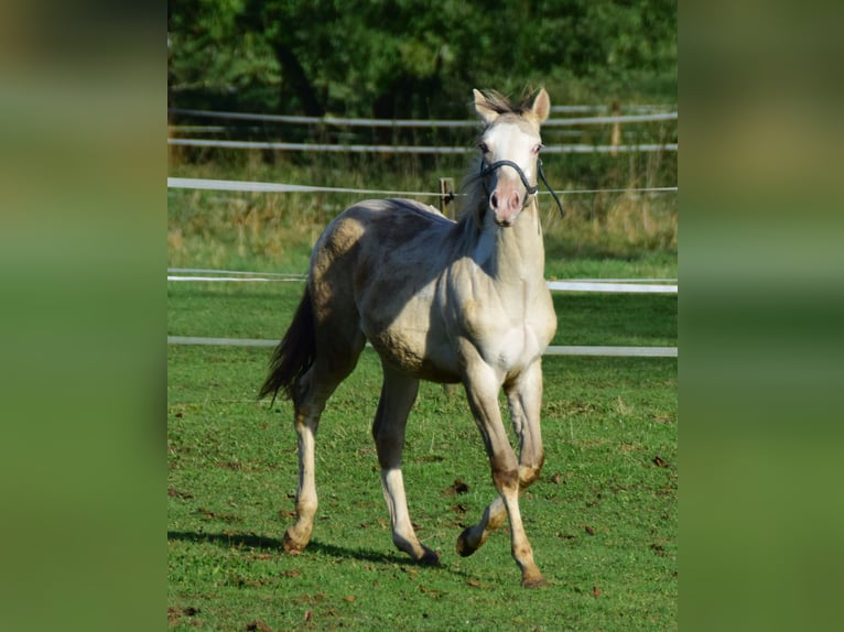 Paint Horse Étalon 1 Année 154 cm Champagne in Buchbach