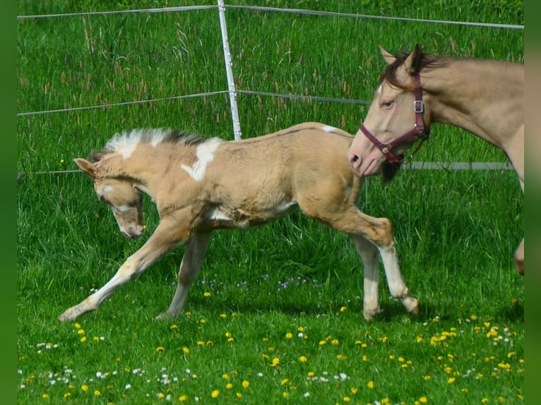 Paint Horse Étalon 1 Année 154 cm Champagne in Buchbach