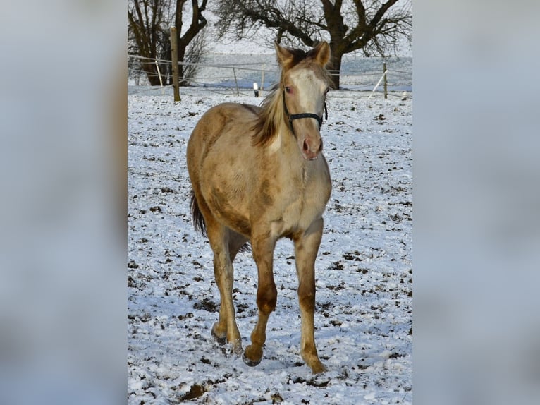 Paint Horse Étalon 1 Année 154 cm Champagne in Buchbach