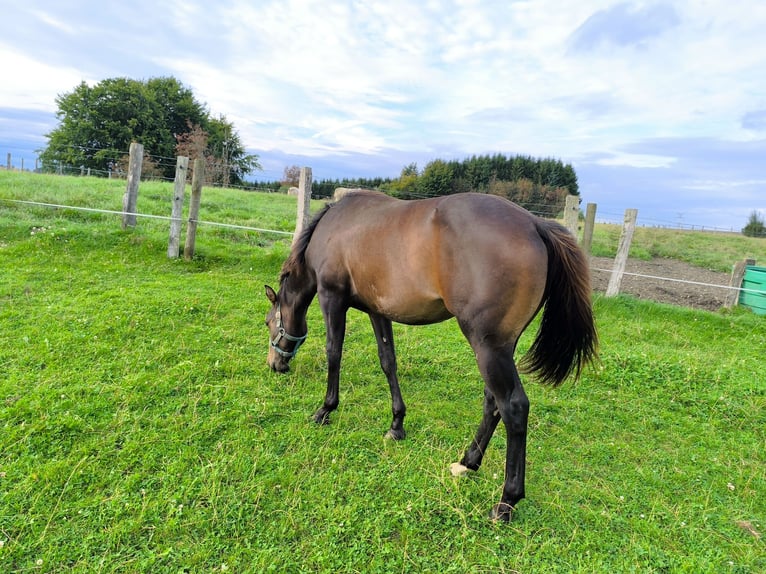 Paint Horse Étalon 1 Année 155 cm Bai brun foncé in Bastogne