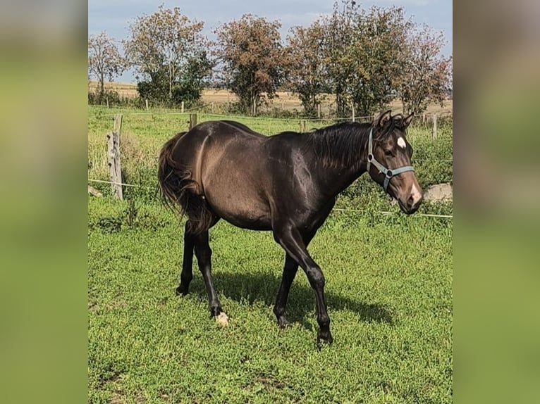 Paint Horse Étalon 1 Année 155 cm Bai brun foncé in Bastogne