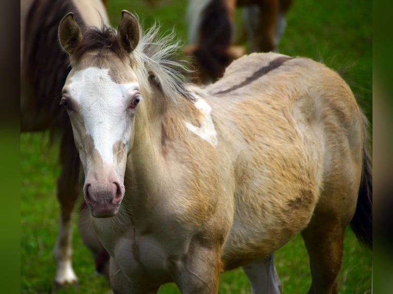 Paint Horse Étalon 1 Année 155 cm Champagne in Buchbach