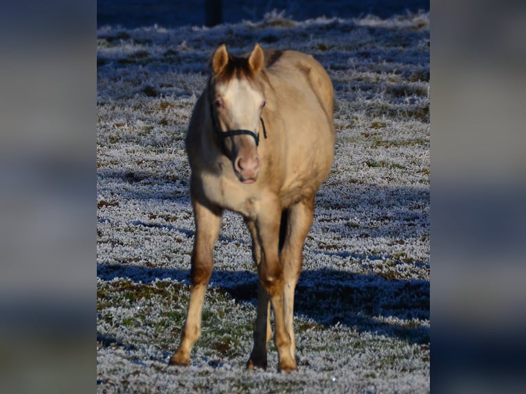 Paint Horse Étalon 1 Année 155 cm Champagne in Buchbach