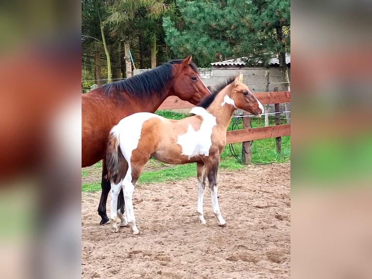 Paint Horse Étalon 1 Année 155 cm Isabelle in Drachhausen