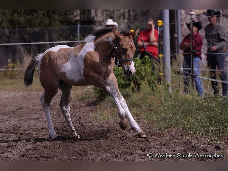 Paint Horse Étalon 1 Année 155 cm Isabelle in Drachhausen