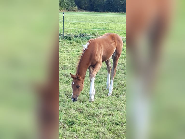 Paint Horse Étalon 1 Année 155 cm Pinto in Neuenhaus