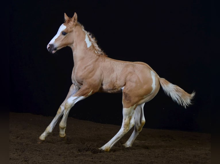 Paint Horse Étalon 1 Année 155 cm Pinto in Buchbach