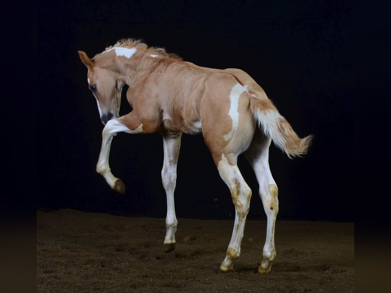 Paint Horse Étalon 1 Année 155 cm Pinto in Buchbach