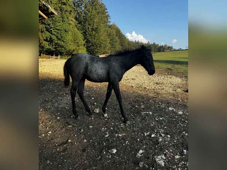 Paint Horse Étalon 1 Année 155 cm Rouan Bleu in Nova Vas, Bloke