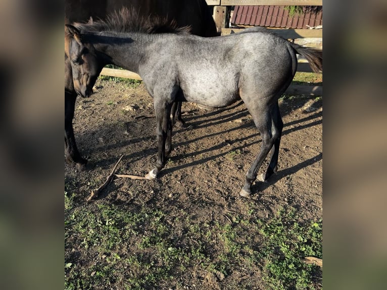 Paint Horse Étalon 1 Année 155 cm Rouan Bleu in Nova Vas, Bloke