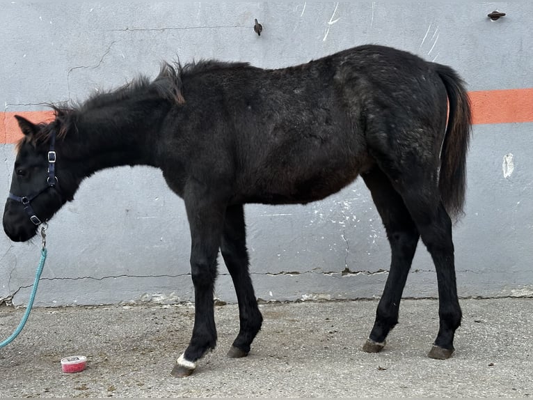 Paint Horse Étalon 1 Année 155 cm Rouan Bleu in Nova Vas, Bloke