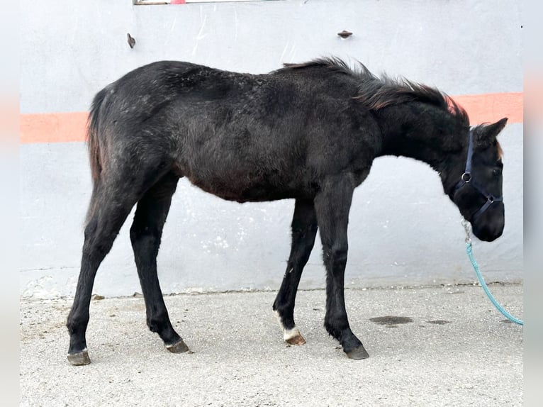 Paint Horse Étalon 1 Année 155 cm Rouan Bleu in Nova Vas, Bloke