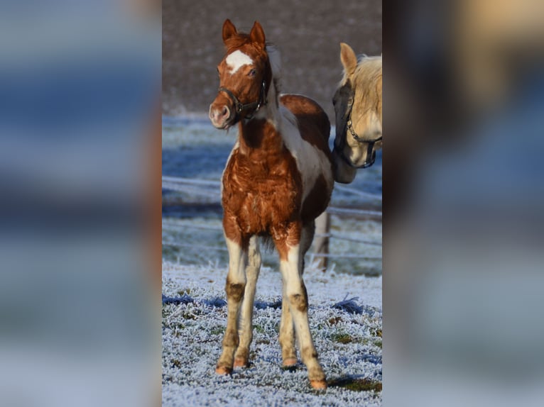 Paint Horse Étalon 1 Année 155 cm Tobiano-toutes couleurs in Buchbach