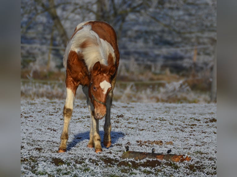 Paint Horse Étalon 1 Année 155 cm Tobiano-toutes couleurs in Buchbach