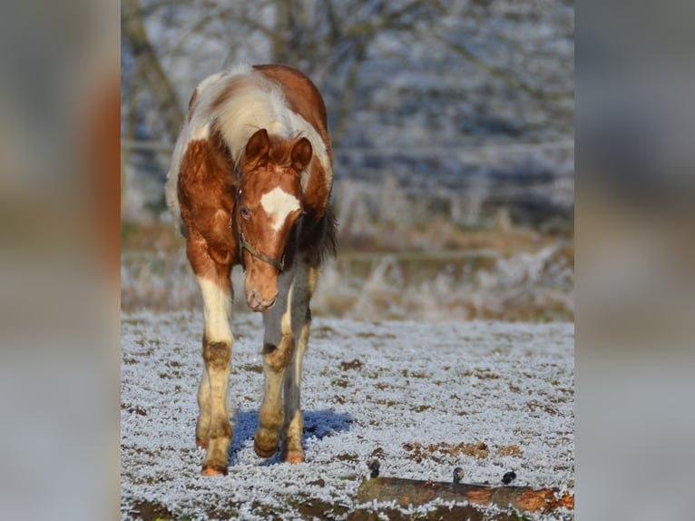 Paint Horse Étalon 1 Année 155 cm Tobiano-toutes couleurs in Buchbach